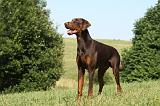 DOBERMANN 1088